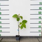 Aktinídia lahodná - kiwi (Actinidia deliciosa) ´ATLAS´ - výška 40-50 cm, kont. P9/P11